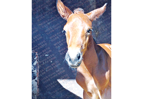 Naissance au Haras Krf