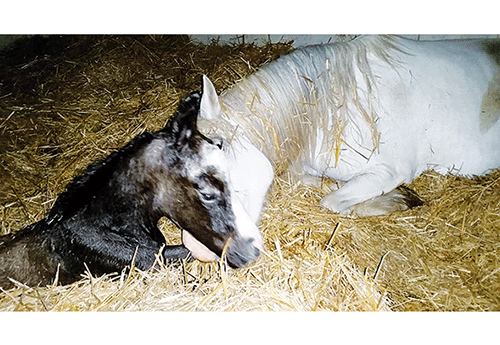 Naissance aux Ecuries de Roquebère