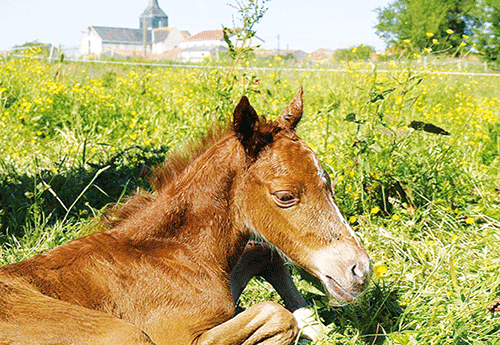 Naissance à l'Elevage du Buhot