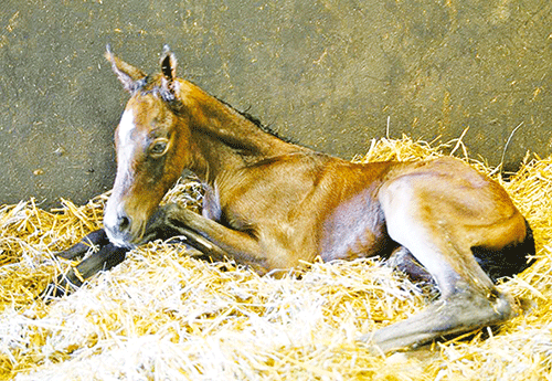Naissance au Haras de Brullemail