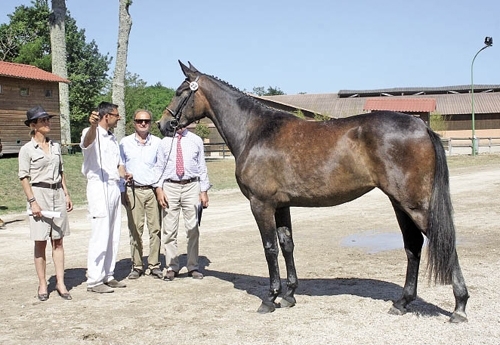 Dalhia de Roy, fille de Kannan, meilleure pouliche de 2 ans