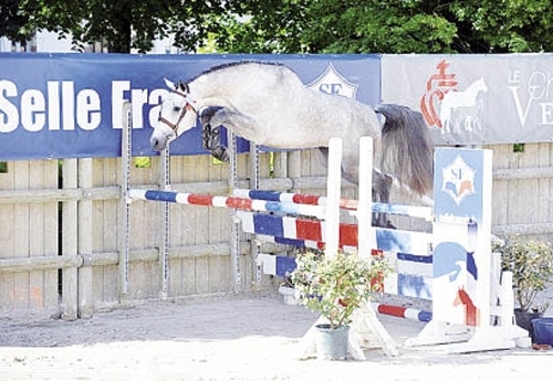 Christal Fontaine, 1er des Mâles de 3 ans (© Les Garennes)