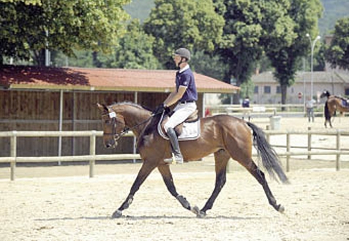 Cakolet Chabaudière, 1er des Mâles 3 ans