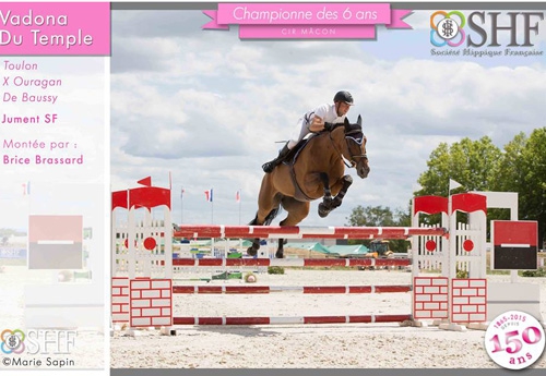 Brice Brassard, cavalier de l’Ain, a donné le titre de championne des 6 ans à la plus rapide des sans-faute, la jument Vadona Du Temple née chez Guy Martin (Toulon, Bwp et Crédule du Temple x Ouragan de Baussy)Photo SHF-Marie Sapin
