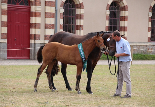 Fidji du Marais, fille du crack Armitages Boy, championne suprême des foals (Photo S. Bonnemason)