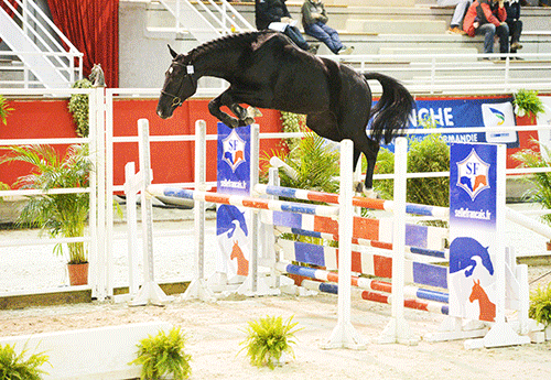 Dumbo des Biches SF @ Les Garennes