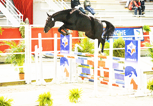 Dumbo des Biches, meilleure note de saut en liberté (Photo les Garennes)