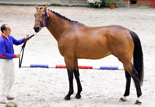 Catchar Mail (Diamant)