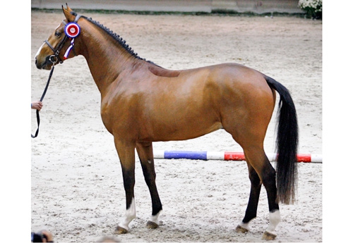 Colibri d'Elle (Nippon)