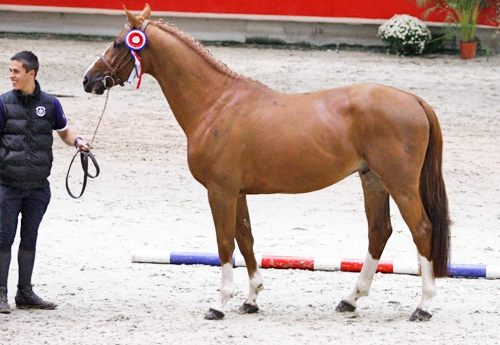 Croc Lulu d'Aubigny (Baloubet du Rouet)
