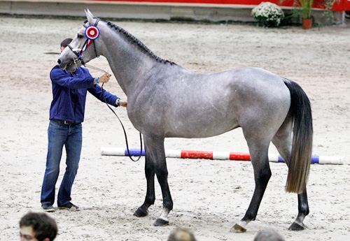 Captain Semilly (Nartago)