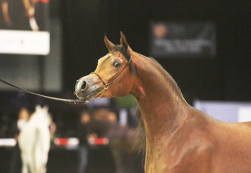 championnat du monde du cheval arabe Photos Pascale Vacher