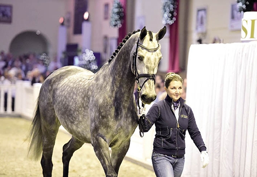Stalognia, le top price (© DR)