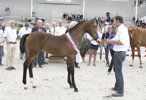 Une des épreuves phare du NHS : le championnat de France des foals (© ER)