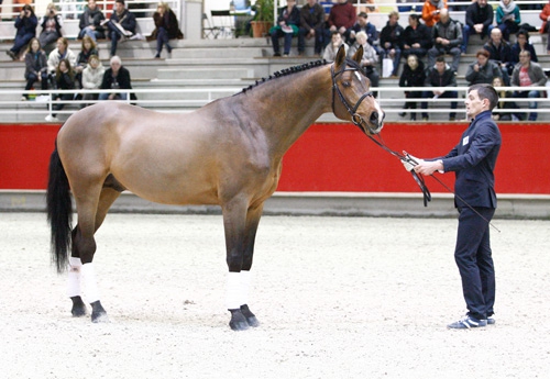 Acantus (BLH)