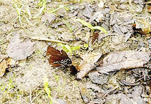 Plantules de la graine d’érable sycomore (Acer Pseudoplatanus)