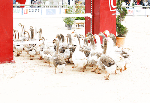 Festival de...canes