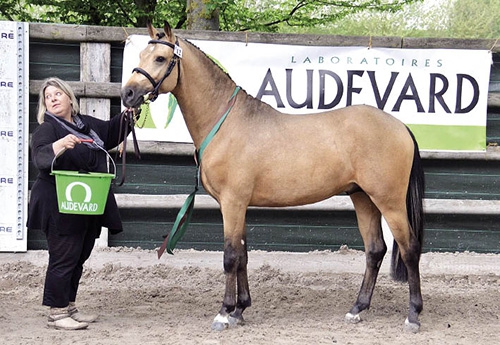 Endless Jyo’ de Castel et Nathalie Castel meilleur mâle de 2 ans