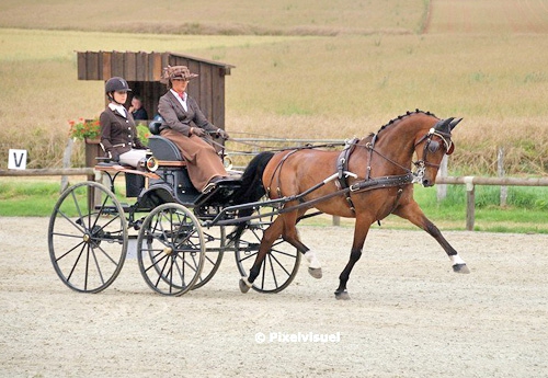 rion Vignaud remporte le CAI3 un cheval avec Winston W (© Pixel Visuel‬)
