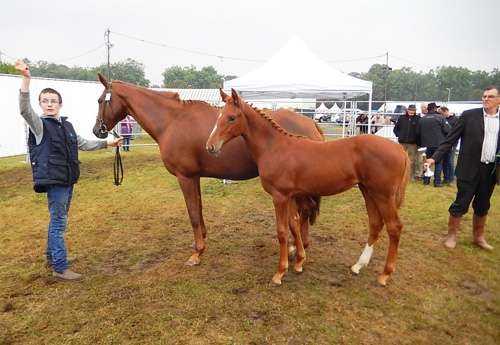 Ginfizz du Vartellier foal femelle