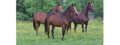L’élevage de la Lande Periers (photo StudforLife).jpeg