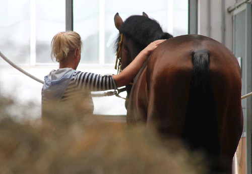 Pas uniquement talentueux pour le dressage, le saut d’obstacles, le hunter ou le complet – Verden est aussi le lieu idéal pour trouver le cheval de selle parfait pour les cavaliers de loisirs.