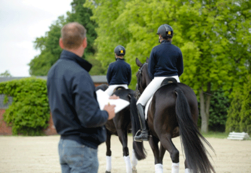 Chaque année, plus de 1000 chevaux sont vendus à Verden. Ils sont sélectionnés parmi plus de 3000 chevaux.
