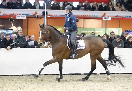 Nippon d’Elle sous la selle de Bosty, déjà à St Lô en 2013