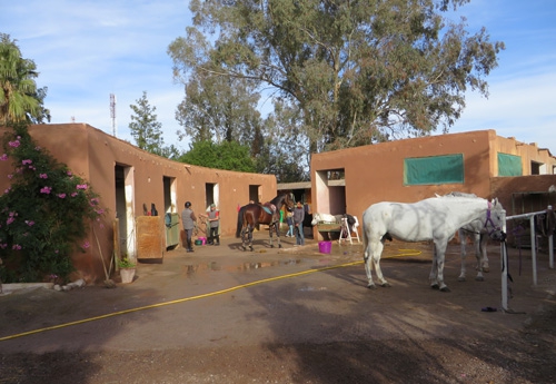 Une douzaine de chevaux dans les écuries