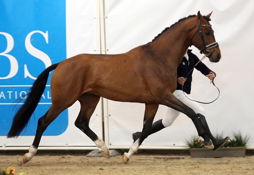 Don Olymp P, 3 ans catégorie dressage (© Studio Temps de Poses)