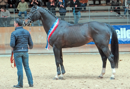 Le grand Qlassic