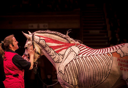 (Gillian Higgins - Horse Inside Out)