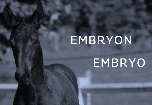 Embryon