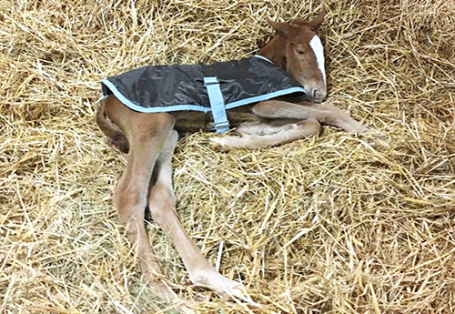 Naissance chez Agnès Grosz (2)