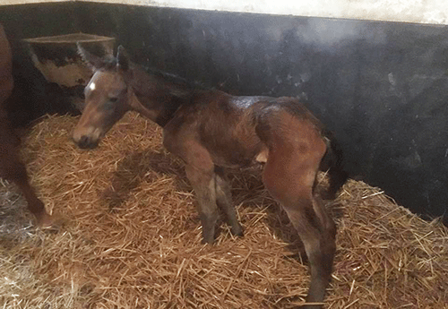 Naissance au haras de Brullemail 