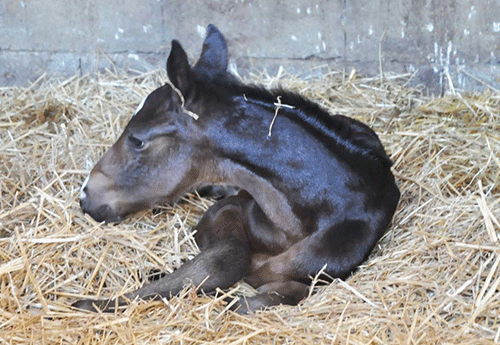 Naissance Haras de Fleyres (1)