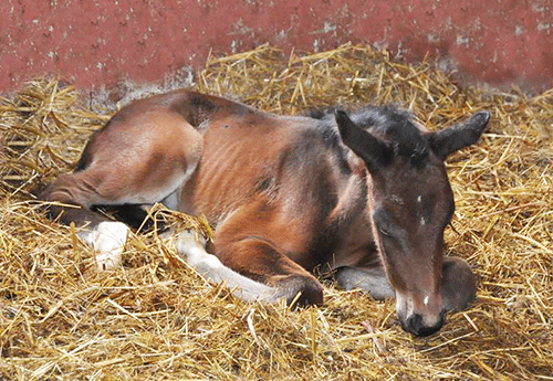 Naissance Haras de Fleyres (2)