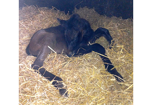 Naissance chez B. Le Courtois