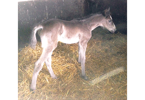 Naissance chez B. Le Courtois