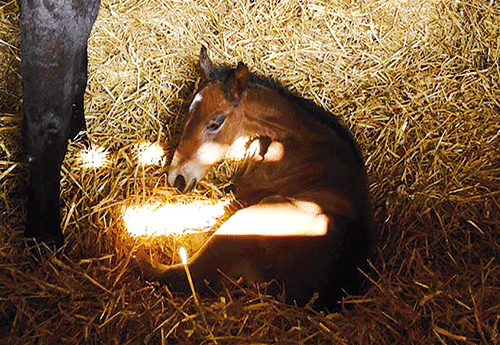 Naissance chez B. Le Courtois