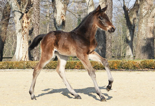 Naissance au Haras de Hus (1)