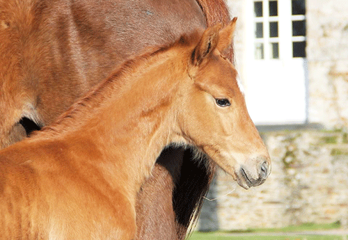 Naissance au Haras de Hus (2)