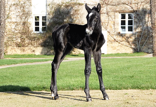 Naissance au Haras de Hus (3)