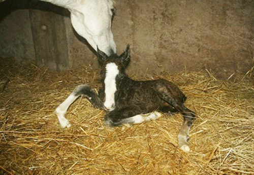 Naissance chez Mmes Besson