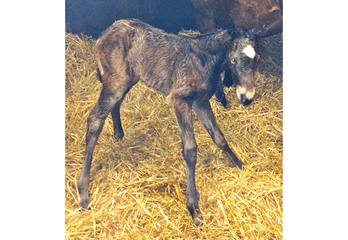 Naissance chez B. Le Courtois