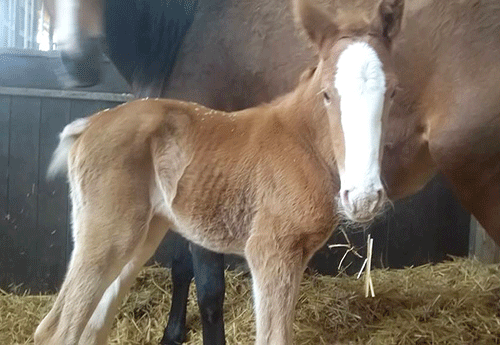 Naissance chez Stallions Company