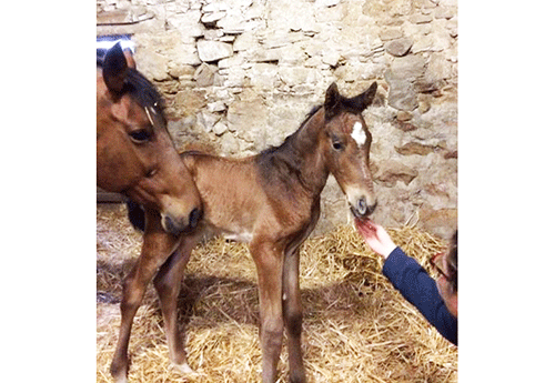 Naissance chez Laetitia Airiau