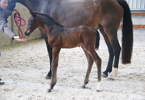 Naissance chez Pascal Trassart