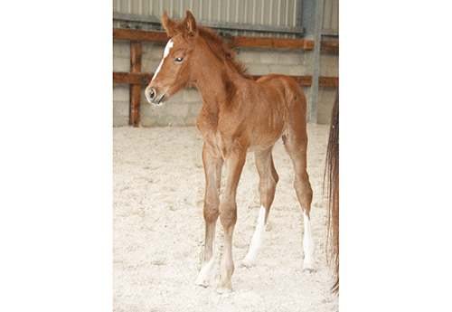 Naissance chez Pascal Trassart