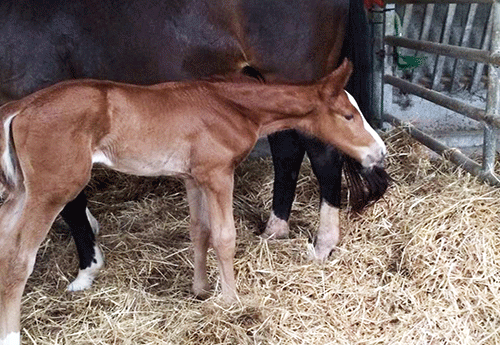 Naissance chez Delphine Morton